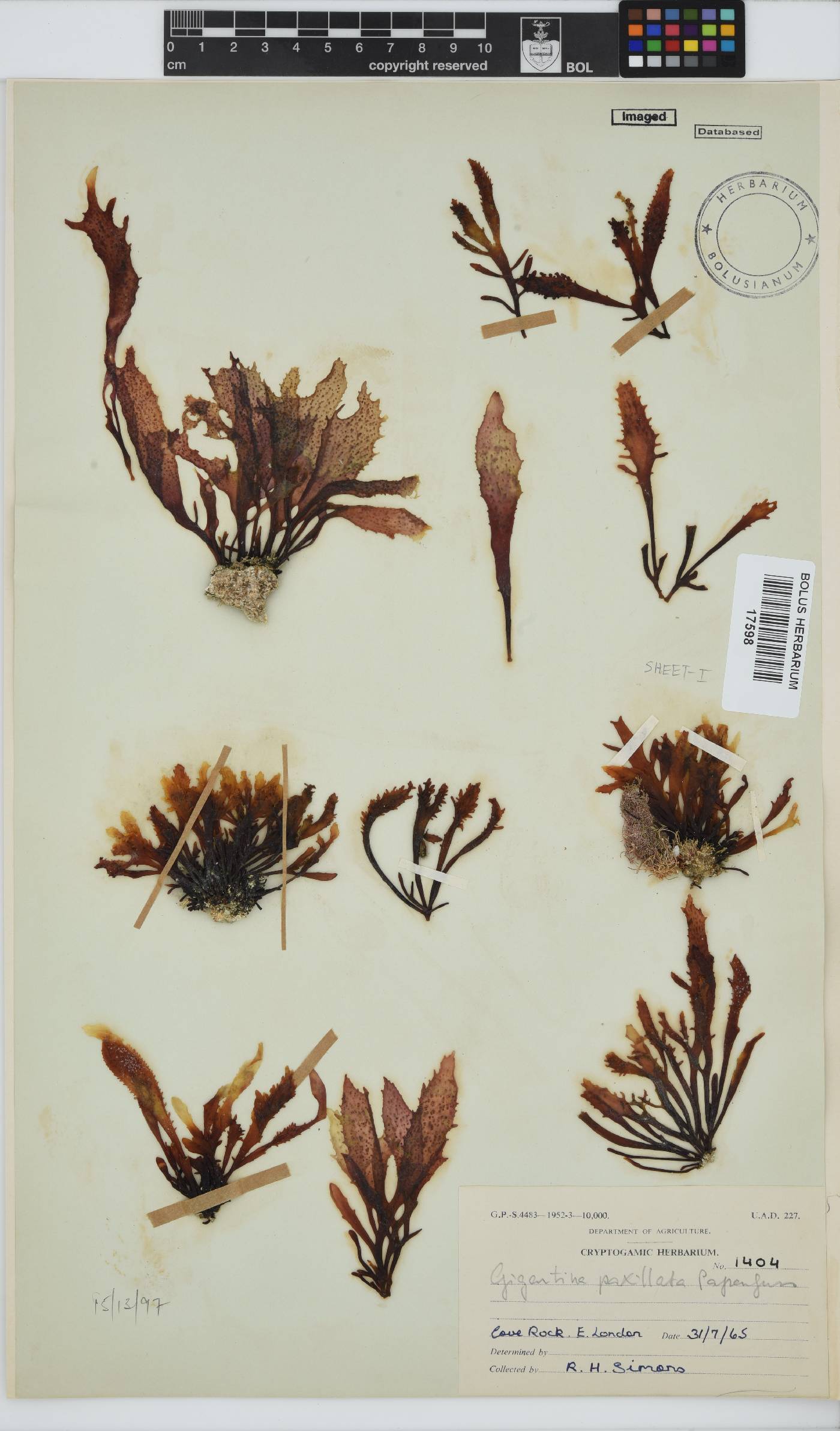 Gigartina paxillata image