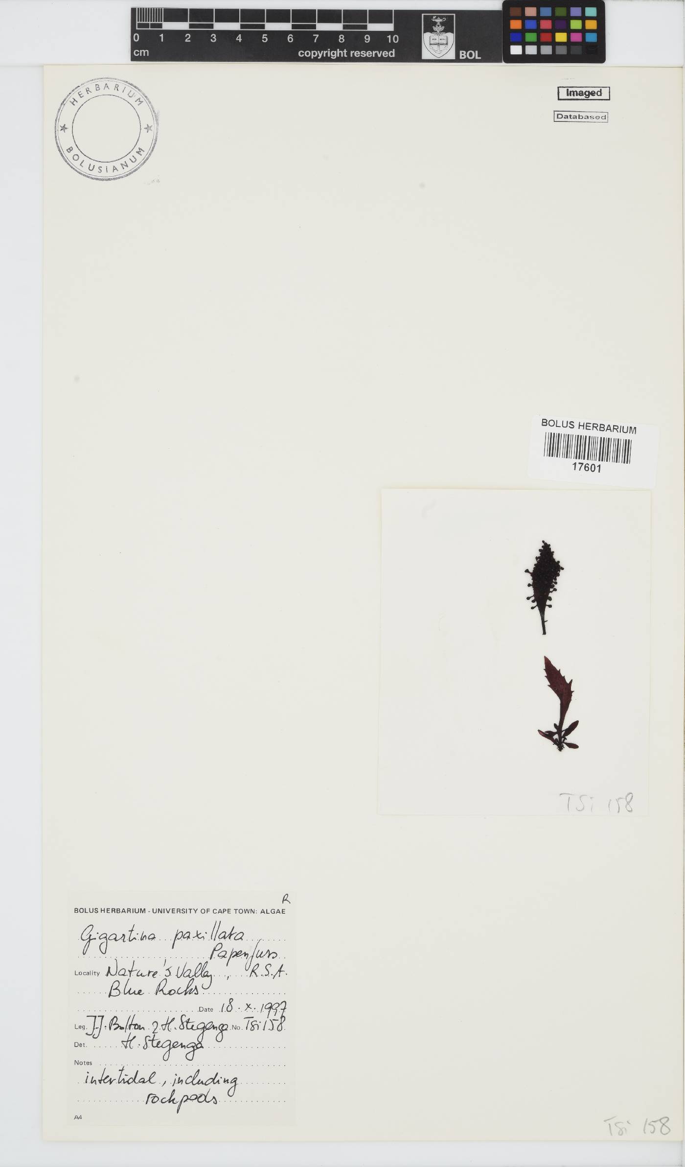 Gigartina paxillata image