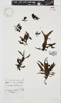 Gigartina paxillata image