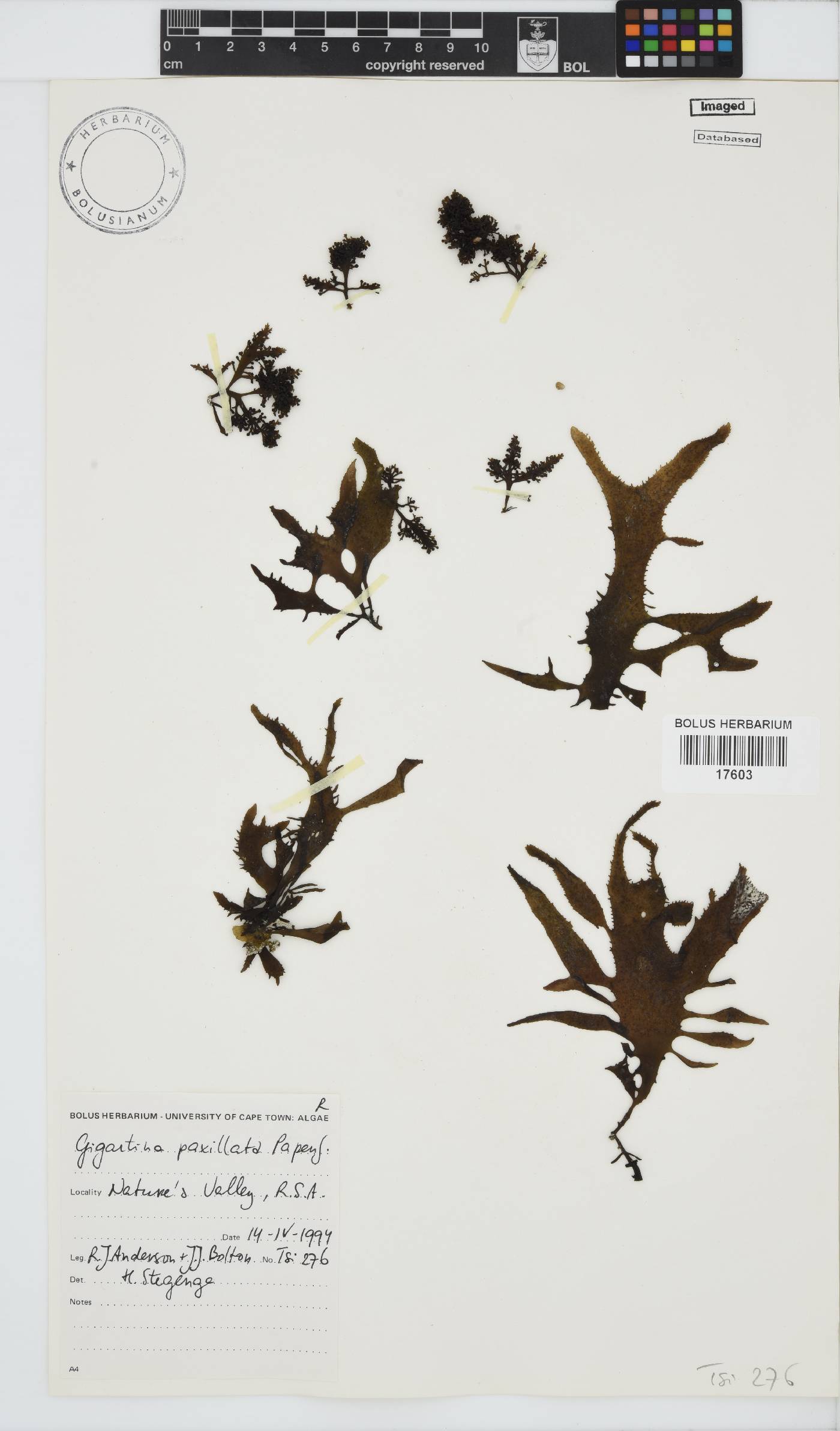 Gigartina paxillata image
