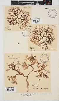 Gigartina pistillata image