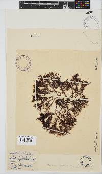 Gigartina pistillata image
