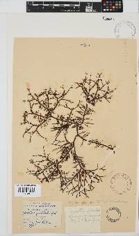 Gigartina pistillata image