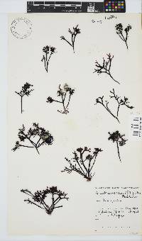 Gigartina pistillata image