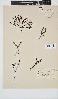 Gigartina pistillata image