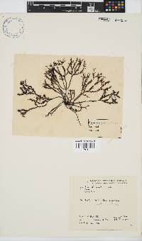 Gigartina pistillata image