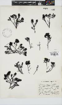 Gigartina pistillata image