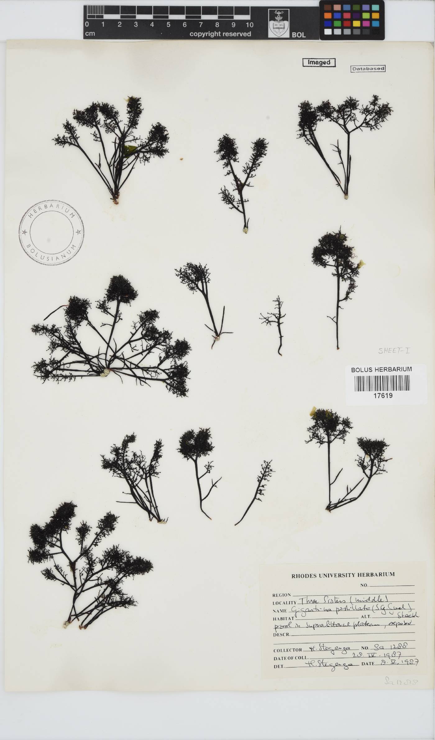 Gigartina image