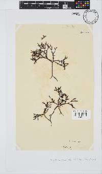 Gigartina pistillata image