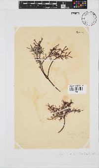 Gigartina pistillata image