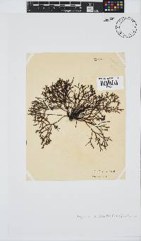 Gigartina pistillata image