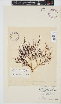 Gigartina pistillata image