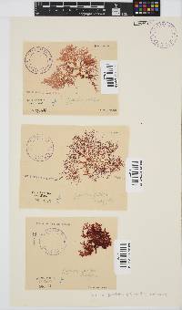 Gigartina pistillata image