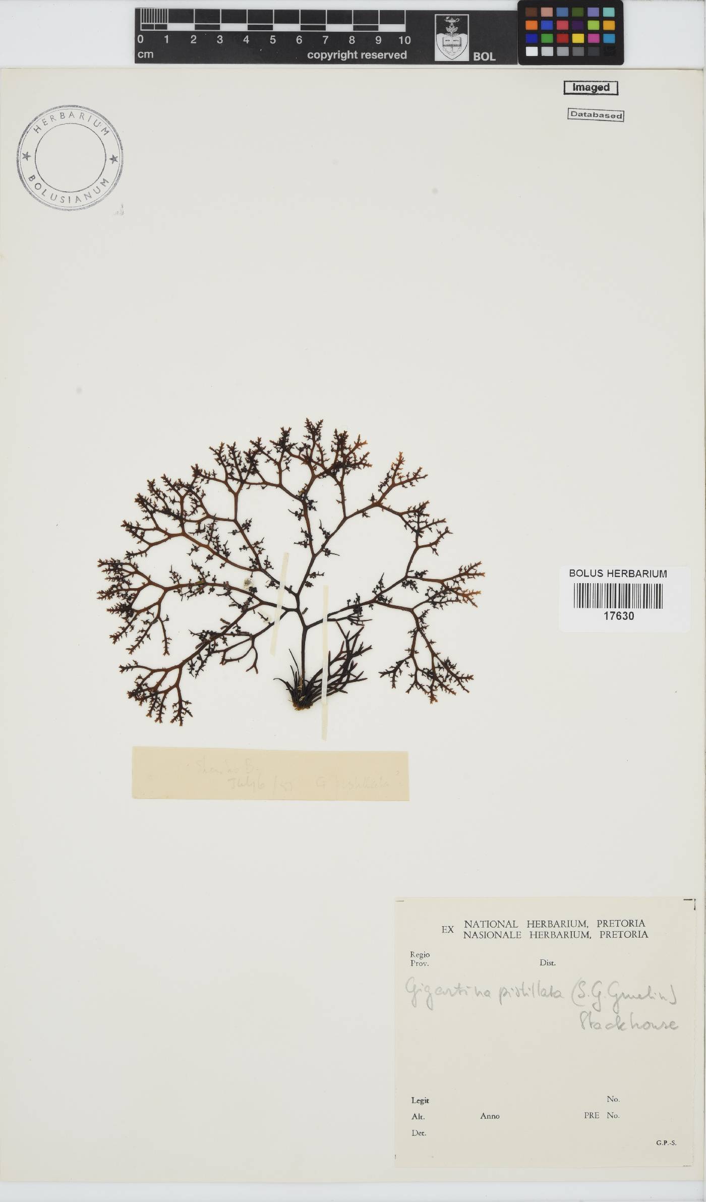 Gigartina pistillata image