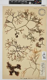 Gigartina pistillata image