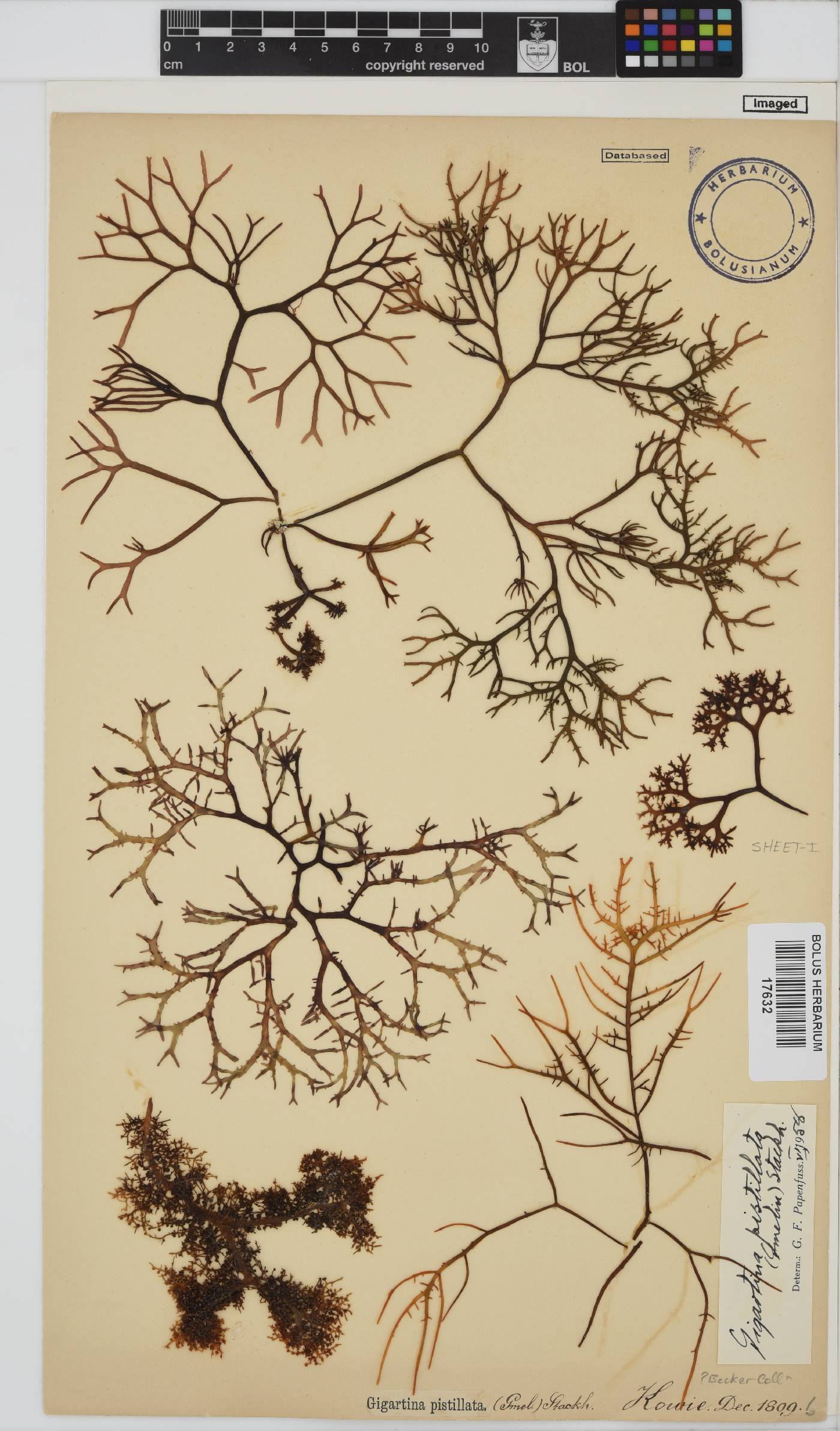 Gigartina pistillata image