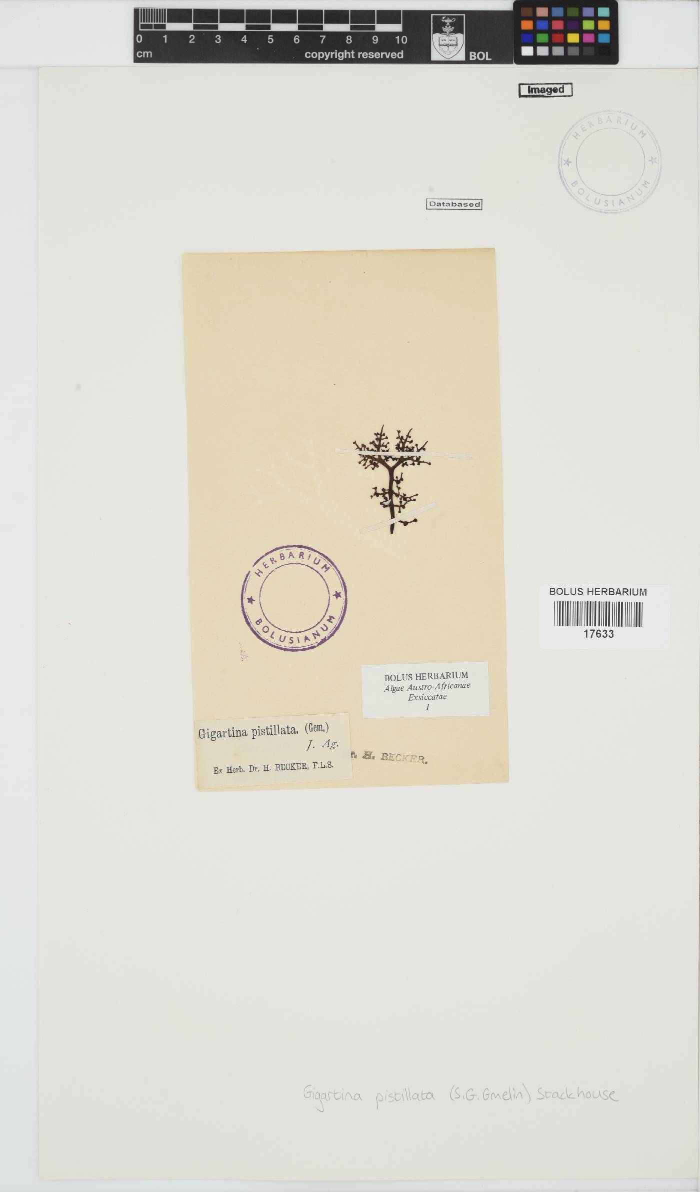 Gigartina pistillata image