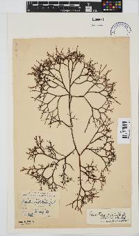Gigartina pistillata image