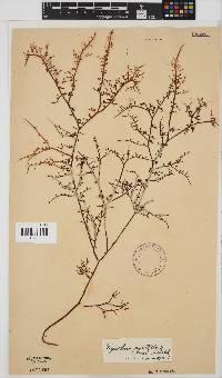 Gigartina pistillata image