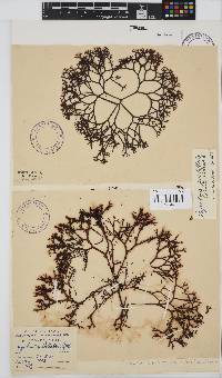 Gigartina pistillata image