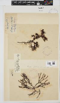 Gigartina pistillata image