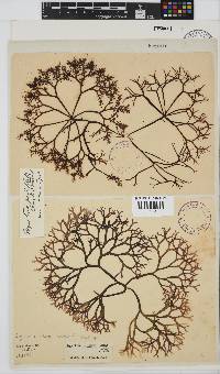 Gigartina pistillata image