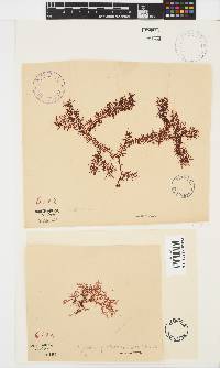 Gigartina pistillata image