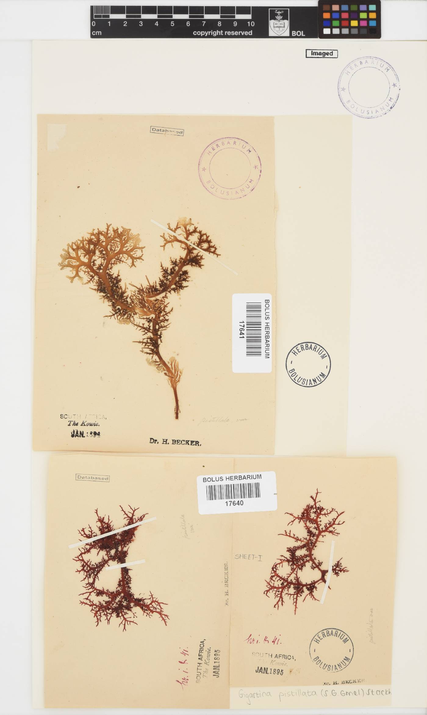 Gigartina pistillata image