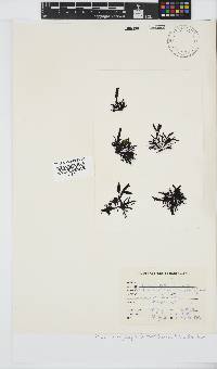 Image of Gigartina polycarpa