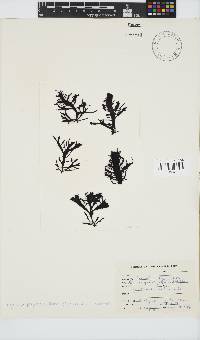 Gigartina polycarpa image