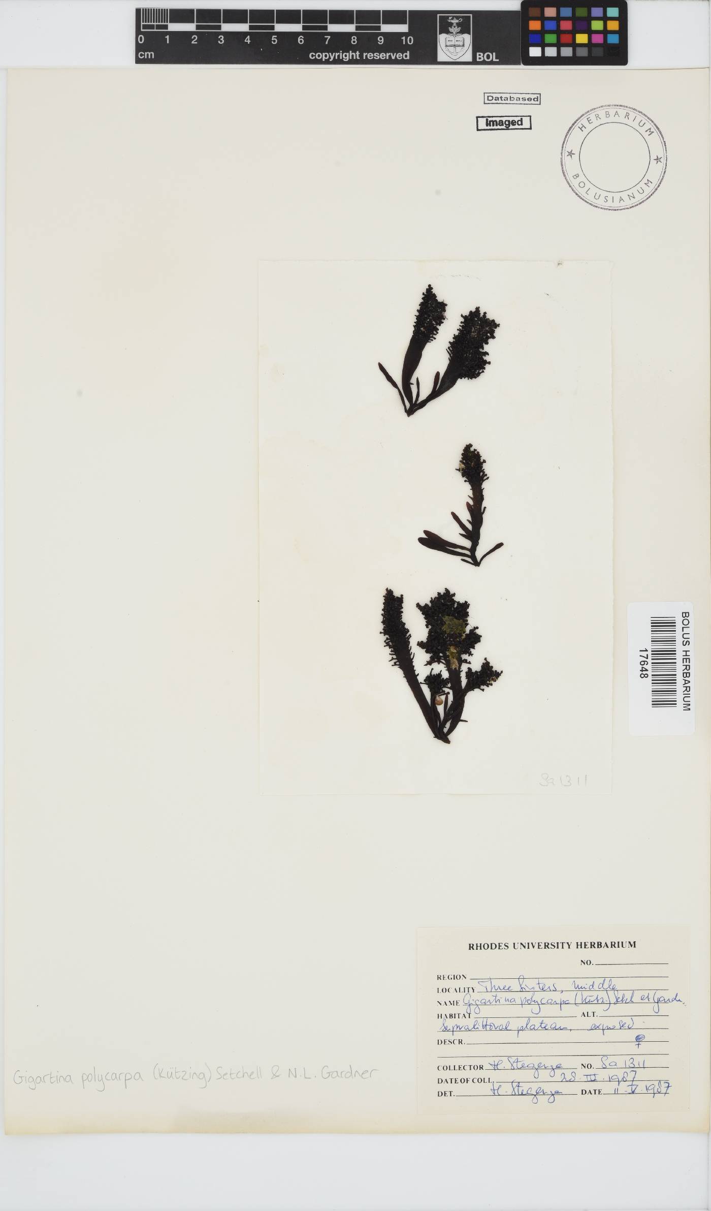 Gigartina image