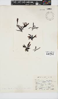 Gigartina polycarpa image