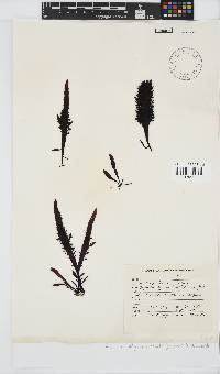 Gigartina polycarpa image
