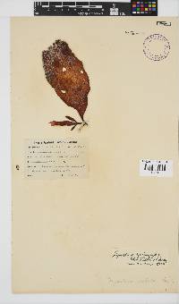 Gigartina polycarpa image