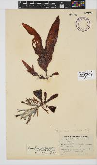 Gigartina polycarpa image