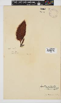 Gigartina polycarpa image