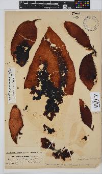 Gigartina polycarpa image