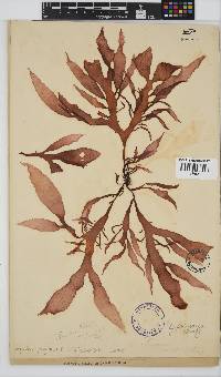 Gigartina polycarpa image