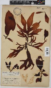 Gigartina polycarpa image
