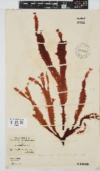 Image of Gigartina insignis