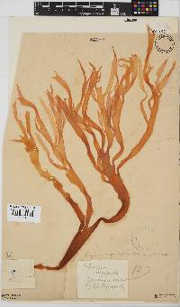 Gigartina insignis image