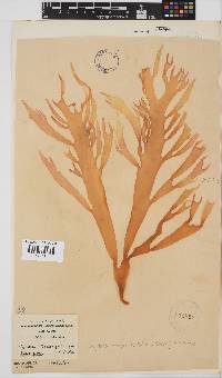 Gigartina insignis image