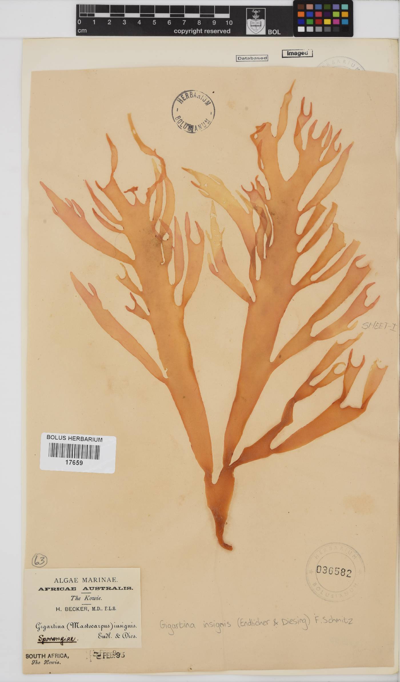 Gigartina insignis image