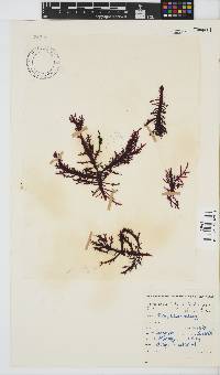 Gigartina insignis image