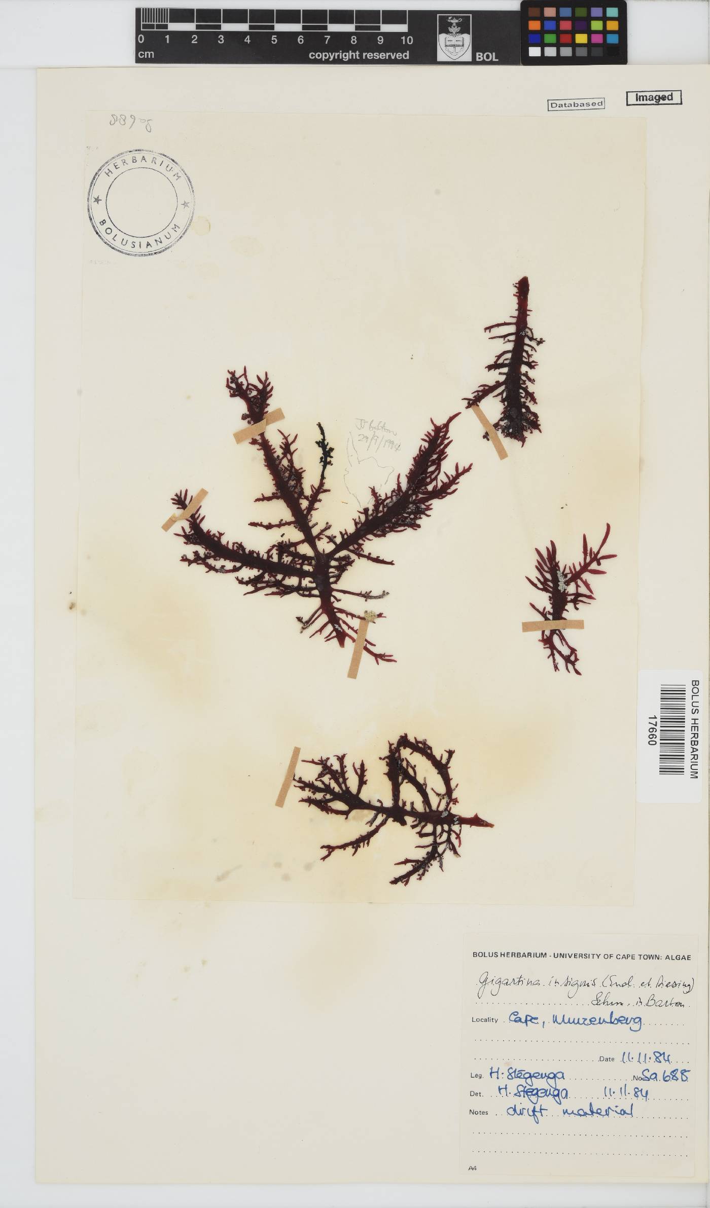 Gigartina insignis image