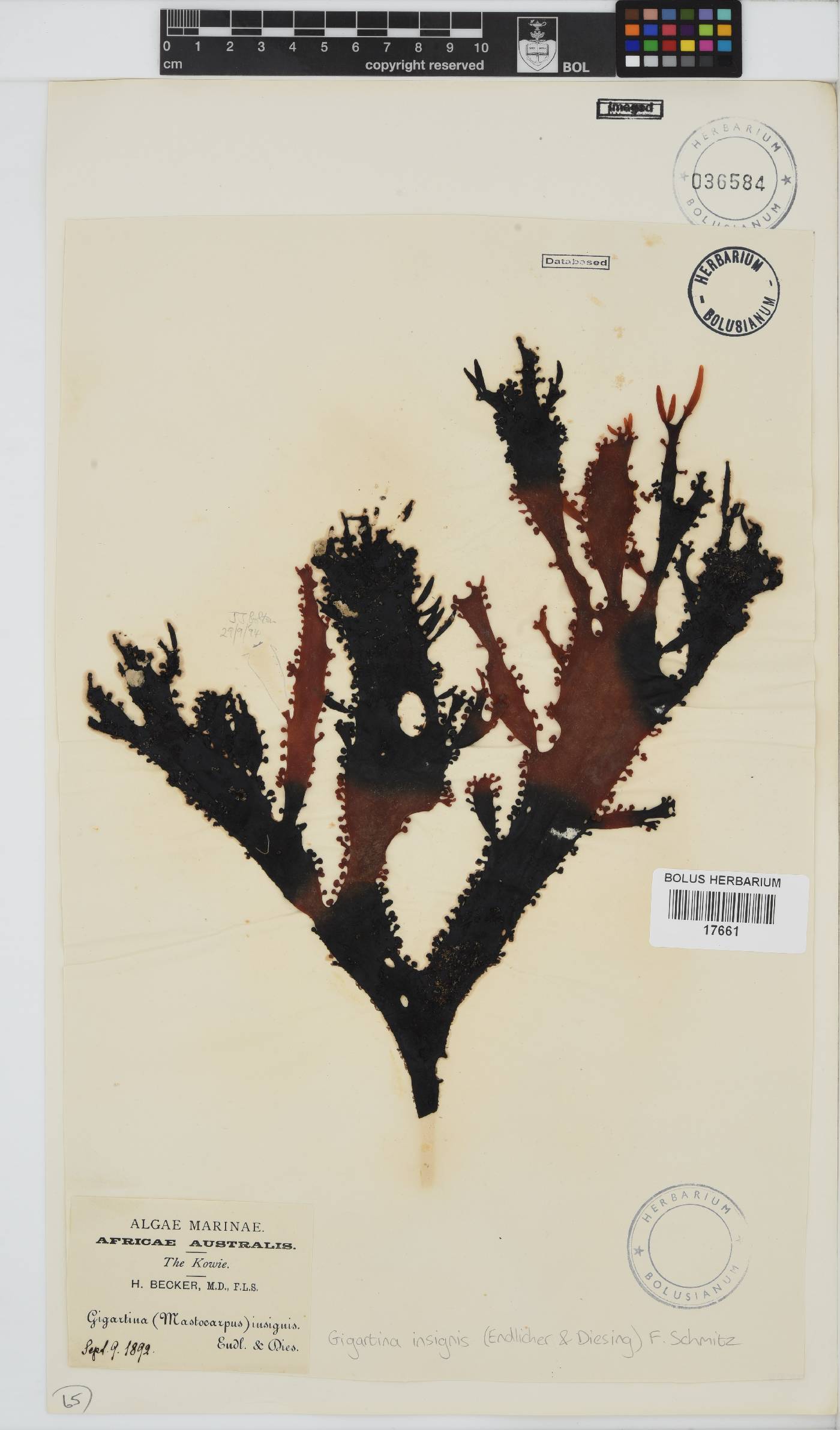 Gigartina insignis image