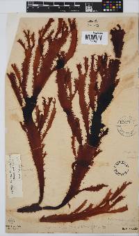 Gigartina insignis image