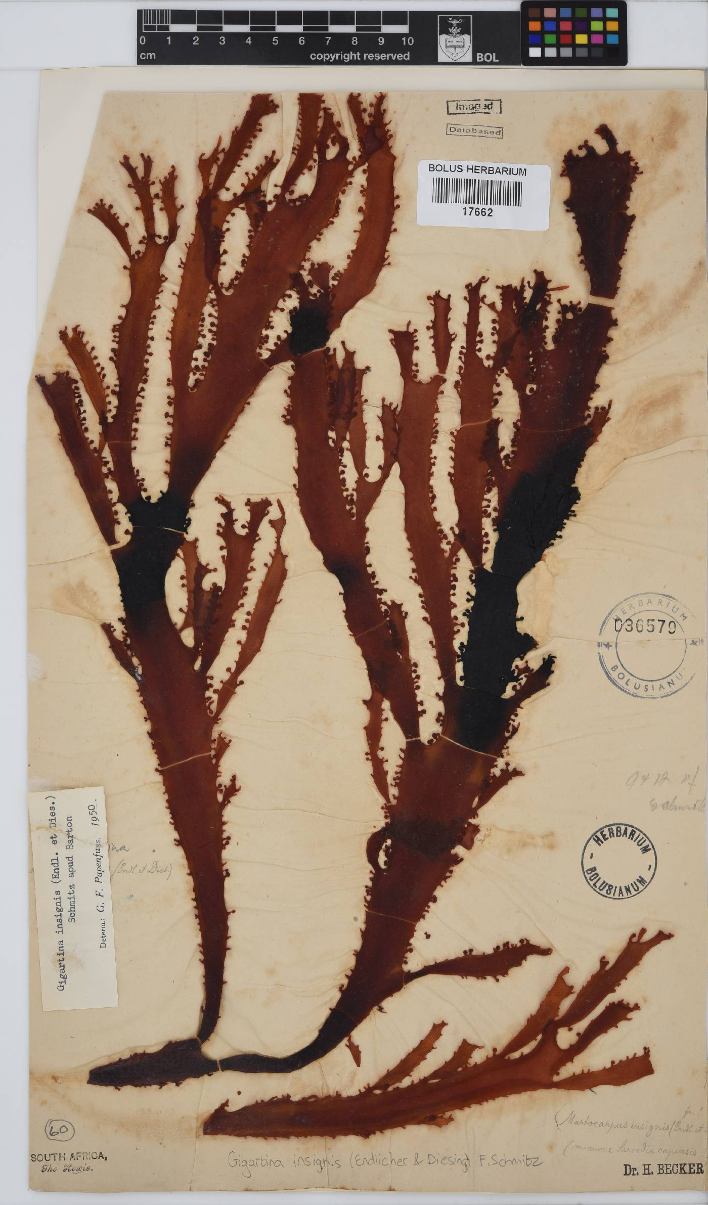 Gigartina insignis image