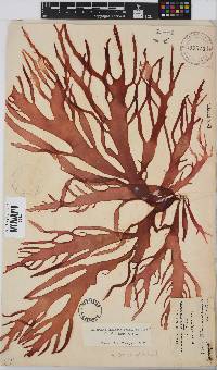Gigartina insignis image
