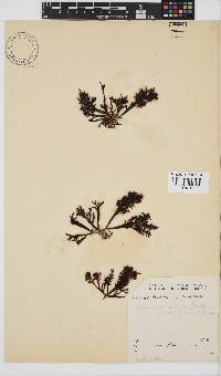 Gigartina insignis image